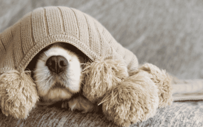 Top Tips for Looking After Your Pet During Colder Weather