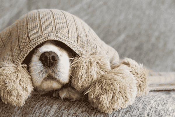 Top Tips for Looking After Your Pet During Colder Weather