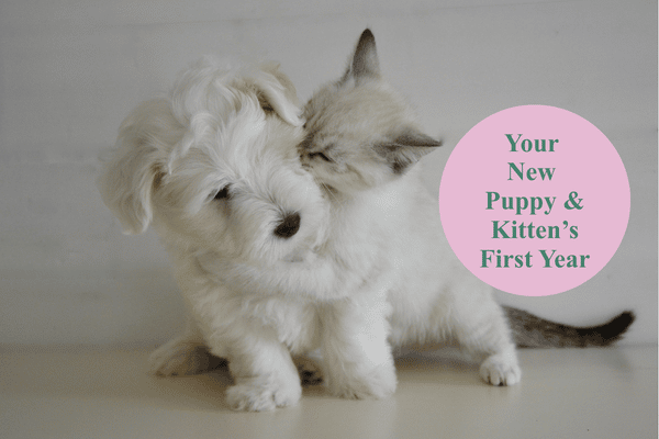 Your Puppy or Kitten’s First Year: A Month-by-Month Guide to Keeping Them Healthy