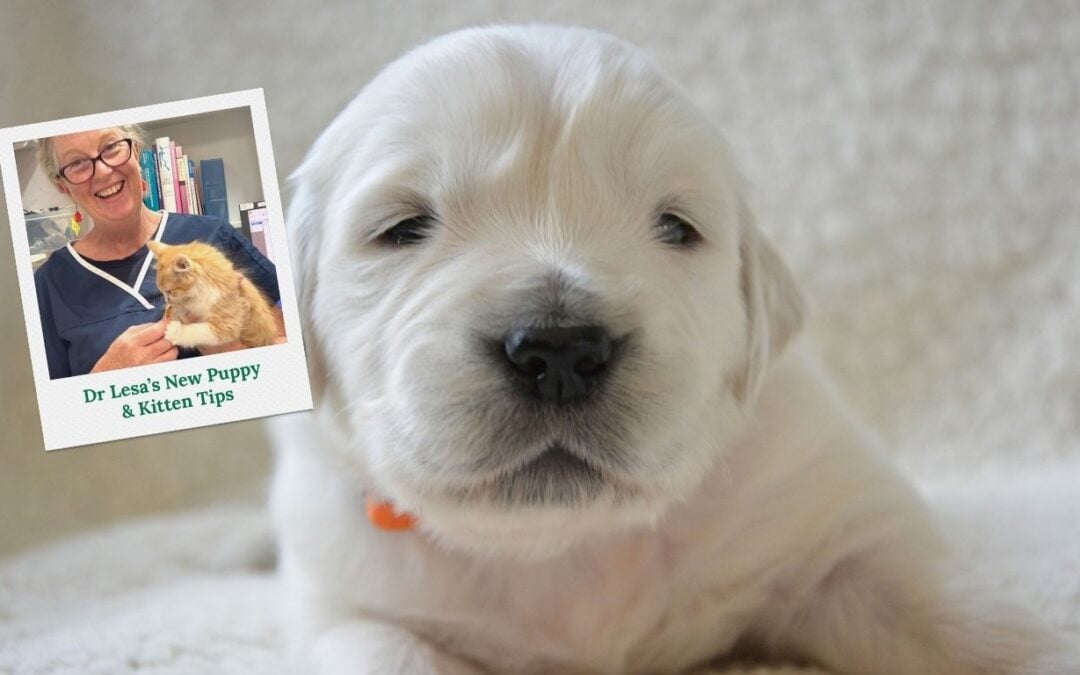 Dr Lesa’s Puppy and Kitten Tips